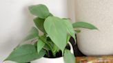 How to Grow and Care for Philodendron Silver Sword