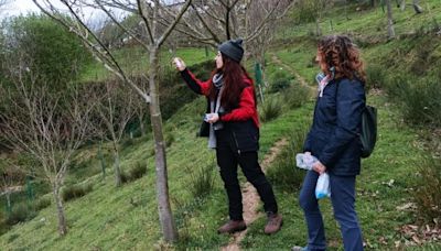 Así es la 'cría' en La Mata del parásito 'Torymus', que protege los castaños de Asturias