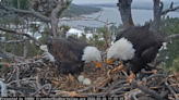 Bald eagles Jackie and Shadow have tended to 1st egg for a month. When will it hatch?