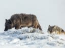 Yellowstone Park Superintendent Calls for Stricter Wolf Hunting Regulations In Montana