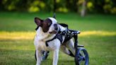 Spina Bifida in Dogs: Symptoms, Causes, & Treatments