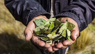 La poderosa planta medicinal de los incas: un analgésico natural que alivia el mal de altura y es un potente estimulante