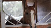 'It's all about quality of life': Plant City rescue offers refuge for mistreated horses