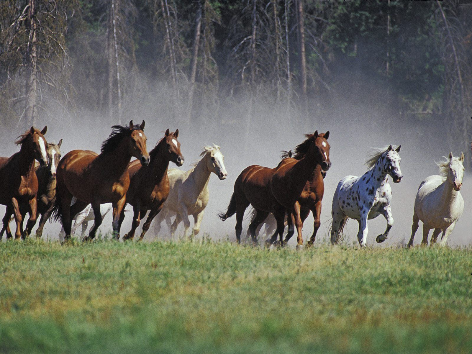 Horses Free Stock Photos Reviewed by mas pono on Rating: 4.5