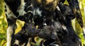 4. A Baby Wild Dog's Story