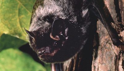 Rabies found in bat in Windsor-Essex: WECHU