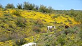 Arizona wildflower update: The 2023 bloom is still going strong. Here are 6 places to look