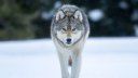 Retired Game Warden Under Investigation After Shooting a Collared Wolf in Wisconsin. He Claims Self Defense