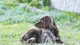 Small Münsterländer: Dog Breed Characteristics and Care