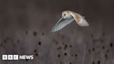 Appeal to save 'magical' Strawberry Hill rewilding haven