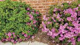 Darrell Blackwelder: What to do when azaleas won't bloom - Salisbury Post