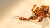 Cheerios and Fire Ants Have More in Common Than You Think