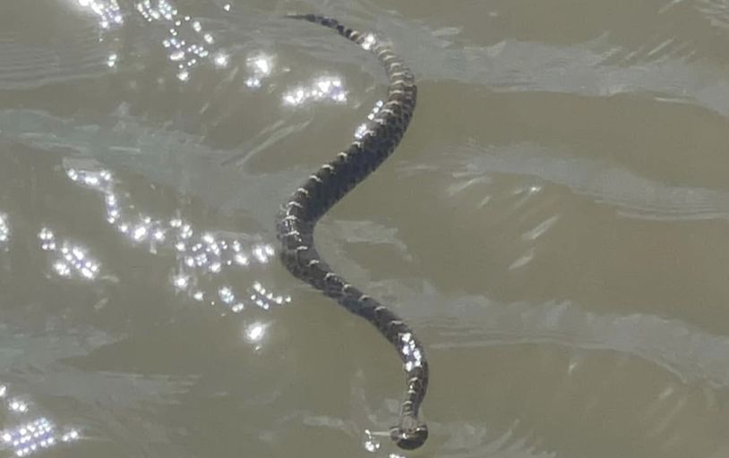 Rattlesnake seen swimming Texas river is the stuff of nightmares