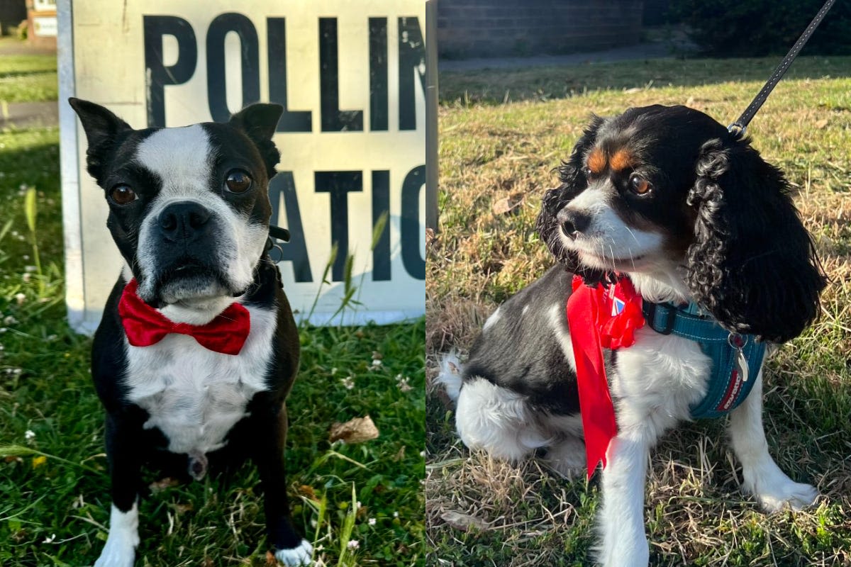 General election 2024: your best dogs at polling stations photos