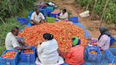 Indians are now travelling to neighbouring country to buy tomatoes after price skyrockets