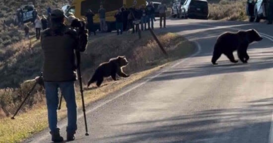 Tourists Ignore Yellowstone Park Ranger's Warnings to Take Photos of Grizzly Bear