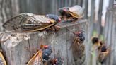 Why You Keep Hearing About Huge Broods of Cicadas