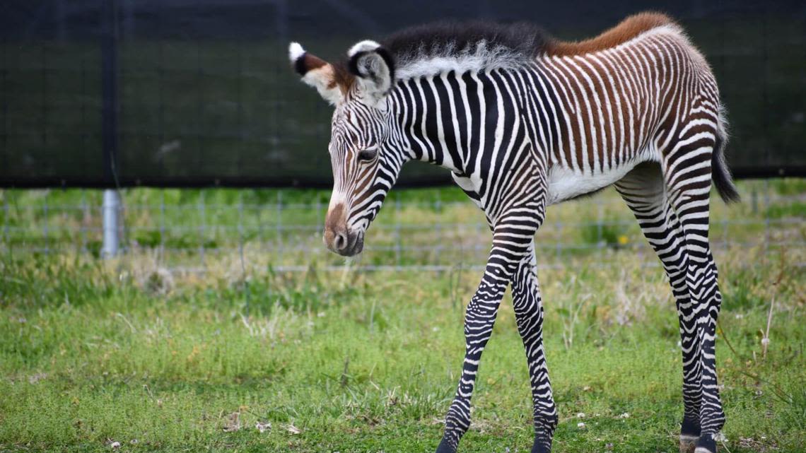 Meet Roxie, the first-ever animal born at the Saint Louis Zoo's WildCare Park