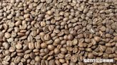報復瓜地馬拉親台 中國禁止瓜國咖啡入境