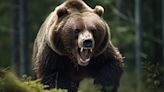 Un ataque sorpresa de oso grizzly en Wyoming dejó a hombre gravemente herido
