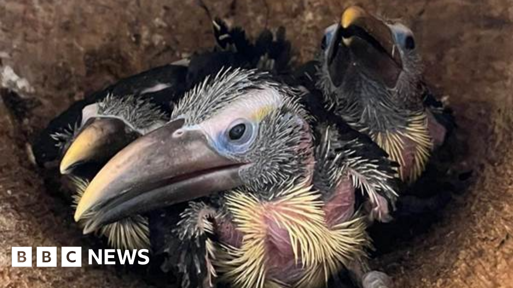 Cornwall's Newquay Zoo welcomes arrival of araçari toucan chicks