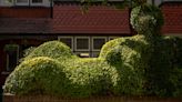 You See a Hedge. He Sees Something Else.