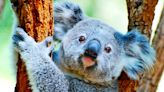 Why Australia has koalas and Spain has squirrels