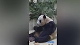 ROK-born panda settling into new surroundings, ventures outdoors during quarantine