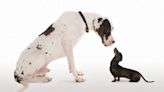 Gene for Small Dog Size Predates Domestication, Says Study