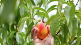 Texas peach season: Here's what to watch out for on your trees