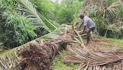 Wild elephants damaging coconut farms along Western Ghats near Rajapalayam