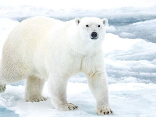 Polar Bears Maul and Kill Worker at Remote Arctic Radar Station