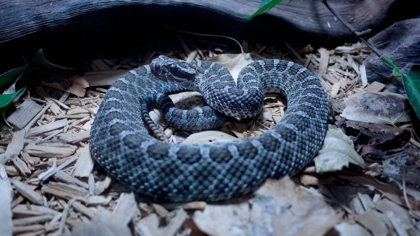 ‘Rarely seen’ venomous rattlesnake discovered by wildlife officials in Ohio