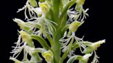 Ragged fringed orchids are botanical works of art. Where to find them in Ohio