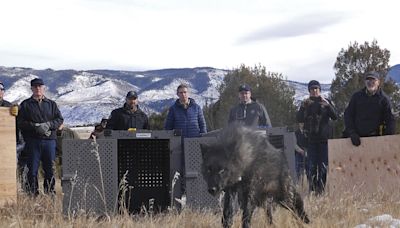 Wolf pack blamed in Colorado livestock attacks is captured and will be relocated