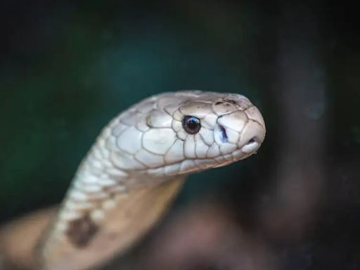 Homem morde cobra até a morte após ser atacado pelo réptil; entenda