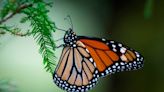 It’s monarch butterfly season once more. Here’s how to attract and spot them in Kansas