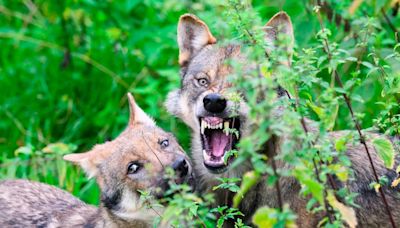 Varios lobos atacan y hieren de gravedad a una mujer en un zoológico en Francia