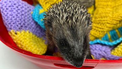 Injured wildlife will have nowhere to go - charity