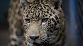 Confirman en Arizona la presencia del octavo jaguar registrado en EEUU en tres décadas
