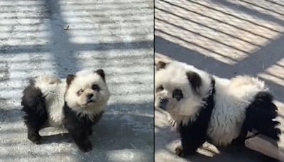 El zoológico de Taizhou bajo la mira por teñir a perros para hacerlos pasar por “pandas”