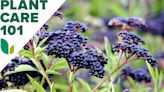 How to Grow Elderberry