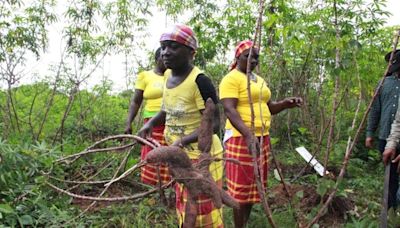 Cooperativa de mulheres do Suriname quer exportar com sustentabilidade