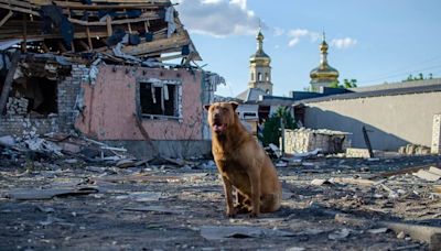 Lone dog continues to guard ruins of house after Russian attack – photos