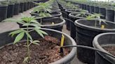 Cannabis: primeras señales para la industria en la presidencia de Javier Milei