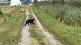 ‘Lucky one to get close’: Marion police officer describes encounter with black bear