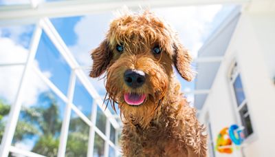 Goldendoodle Fends Off Dog Brothers From Barbie Pool Float in Epic Showdown