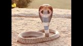 Boy, 8, turns the tables on deadly cobra and bites back, killing it