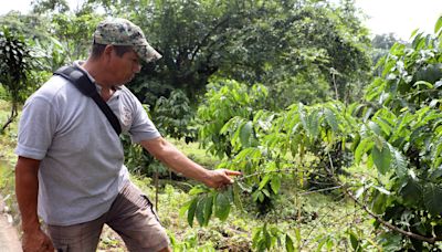 La sequía afecta el 80 % de las cosechas de los cafetaleros de la frontera sur de México