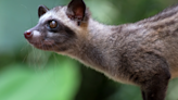 African Civet Helps To Produce Sought After Coffee Beans in Most Bizarre Way